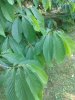 IMG_20200706_172149538.jpg