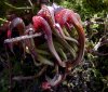Darlingtonia Mountainform23.jpg