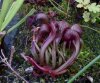 Darlingtonia zum abhärten.jpg