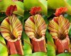 Nepenthes veitchii(K) x (CandyStripe x Candy).jpg
