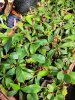 Nepenthes [(lowii x boschiana) x veitchii K EP] x (mollis x veitchii) j.JPG