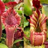 Nepenthes [(lowii x veitchii) x boschiana] x veitchii 'Candy Dreams' p.JPG