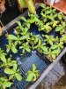 Nepenthes [(lowii x veitchii) x boschiana] x platychila j.JPG