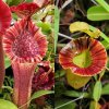 Nepenthes [(lowii x veitchii) x boschiana] x platychila p.JPG