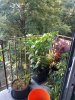 IMG_20180719_065219.jpg