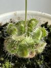 CP Drosera sessilifolia Chapada dos Guimaraes IMG_5305.jpg