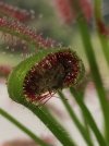 CP Drosera capensis IMG_3881.JPG