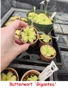Butterwort 'Gigantea' 12-Jul-24.jpg