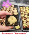 Butterwort 'Moranensis' 10-Apr-24 a.jpg