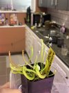 IMG_4842.jpeg