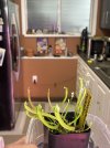 IMG_4844.jpeg