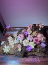 IMG_1437.jpg