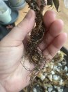 IMG_0196.jpeg