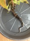 IMG_0197.jpeg