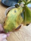IMG_0200.jpeg