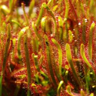 Sundew Man