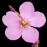 Sundew