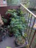 IMG_20180615_064754.jpg