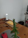 IMG_20250415_205651621.jpg