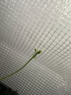 IMG_0370.jpeg